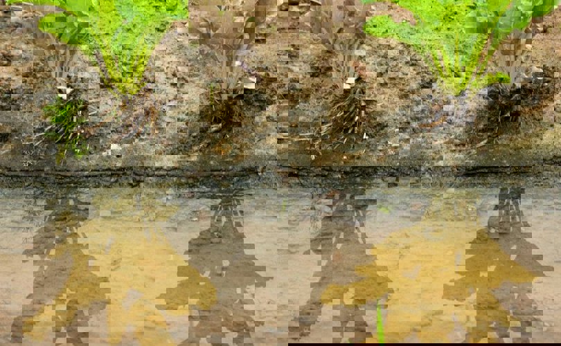 Akkerbouwers vrezen financiële gevolgen wateroverlast